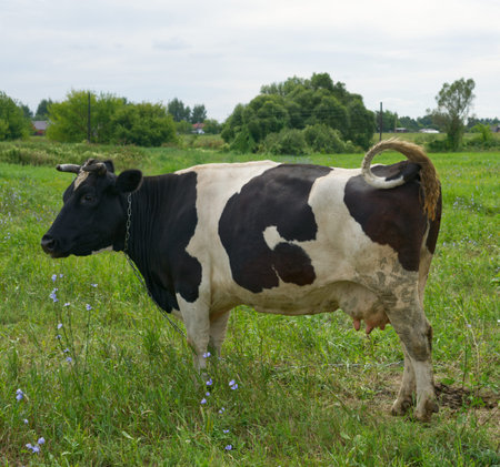 Cow green meadow close. And waving his tail.