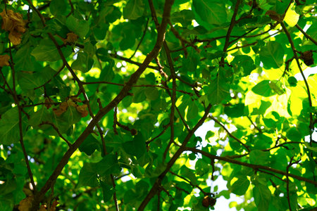 Tree branches and foliage on them. bottom view.