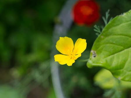 A small yellow flower isholtsii. Closeupの写真素材