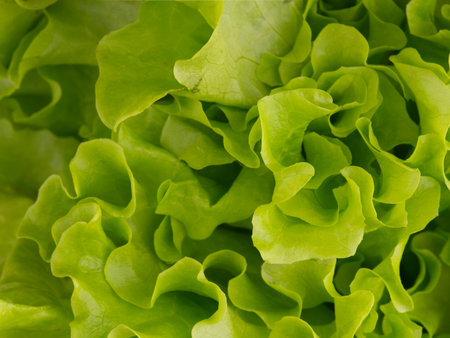Rich texture of lettuce leaves for cooking. Closeの写真素材