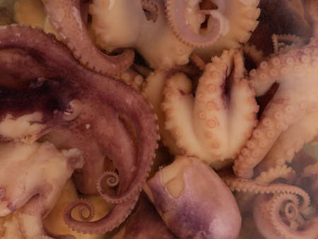 Little octopuses in the restaurant closeup . View from aboveの写真素材