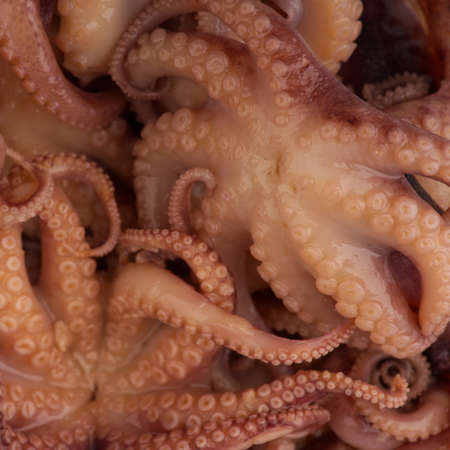 A small octopus among others in the closeup restaurant. View from aboveの写真素材