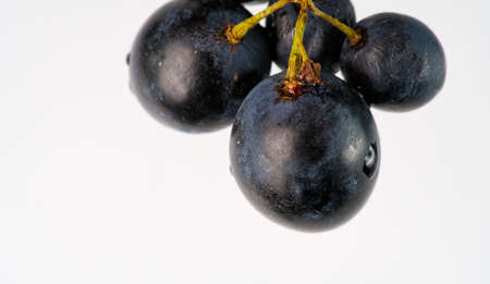 A small bunch of black grapes on a white background closeupの写真素材