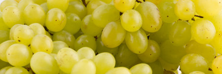 Grapes close up. Side view. Space for textの写真素材