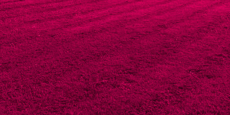 The texture is red. With unusual inclusions and stripesの写真素材
