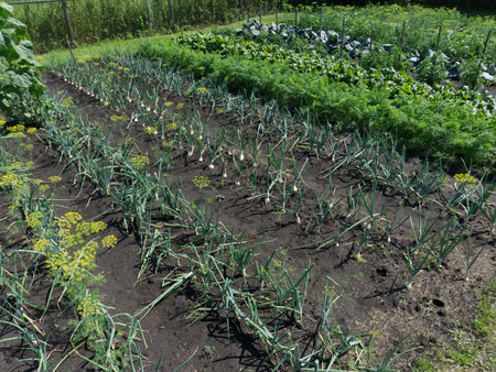 Vegetable garden in summer. Planted onions and other vegetables are visibleの写真素材