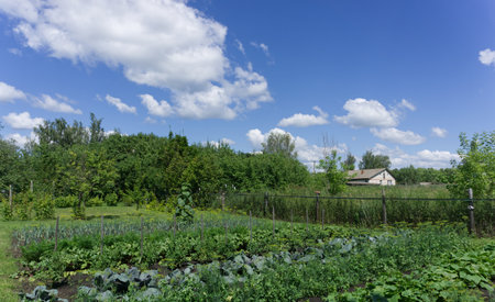 Vegetable garden in summer. Planted vegetables and blue sky are visibleの写真素材
