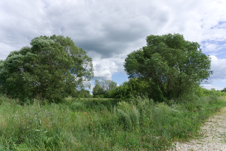 Two large trees in the village in summerの写真素材