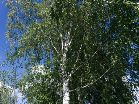A tree against the blue sky. Summerの写真素材