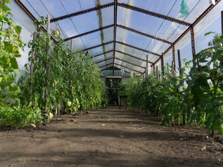 Greenhouse in the country in summer. View from insideの写真素材