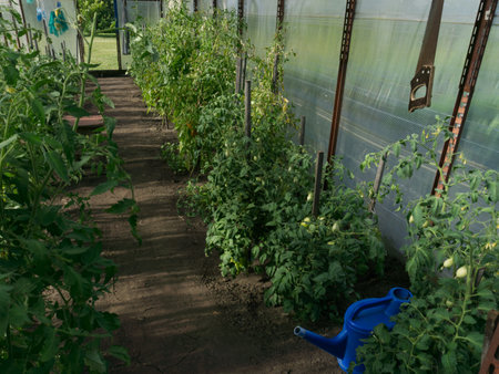 Greenhouse in the country in summer. View from insideの写真素材