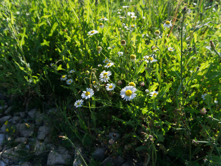 Daisies by the road in summer on a sunny dayの写真素材