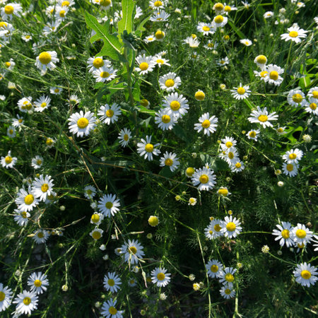 Daisies in summer on a sunny day. Top viewの写真素材