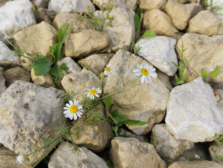 Daisies grow from under the stones. Summerの写真素材