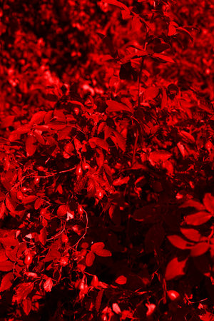 The texture of a rich red color from the foliage. Vertical snapshotの写真素材
