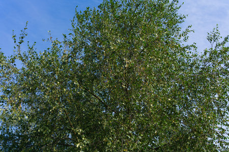 A tree on a sunny summer day against a blue skyの写真素材