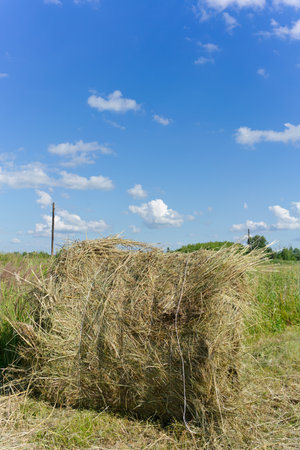 A haystack is close in a field during harvesting. Summer. Vertical snapshotの写真素材