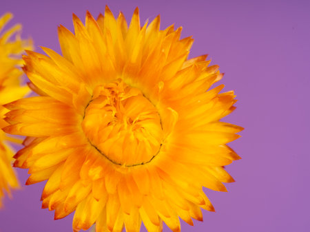 Yellow orange flower of bright color on an umbilical background. Studio shooting. Closeupの写真素材