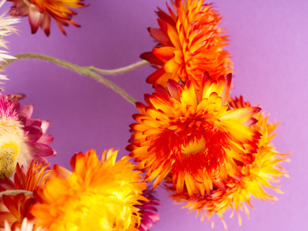 Several colors of bright color on an umbilical background. Studio shooting. Closeの写真素材