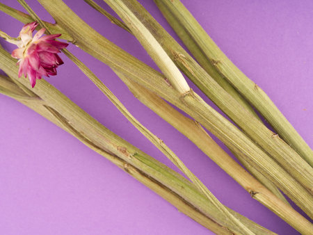 Flower stems on a purple background. View from above. Place for textの写真素材