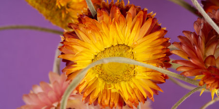 Yellow orange flower of bright color on an umbilical background. Closeupの写真素材