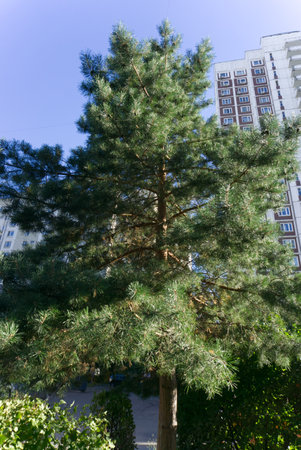 A large tree with green leaves against a blue sky. Close. Vertical snapshotの写真素材
