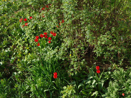 Bushes with green leaves and red flowers among them. View from aboveの写真素材