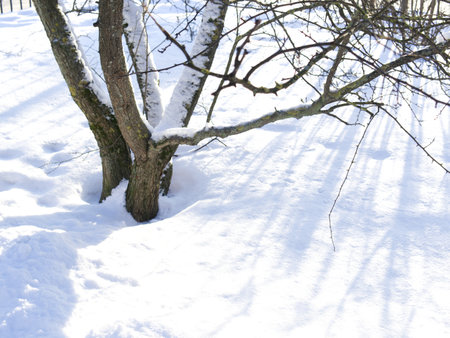 The base of the tree in the snow. Winter. Sunny dayの写真素材