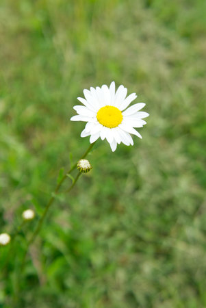 Chamomile in a grass. Closeup. Vertical snapshot.の写真素材