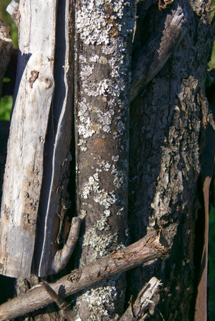 Firewood harvested for heating homes in winter. Close. Vertical snapshot.の写真素材