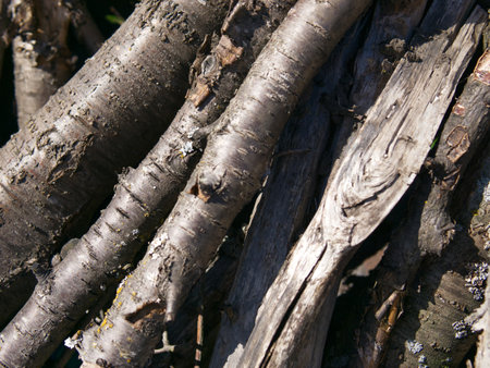 Firewood harvested for heating homes in winter. Close.の写真素材