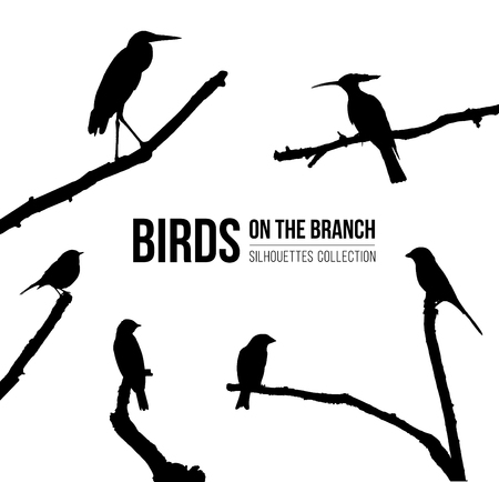 Birds on the branch silhouettes collection.のイラスト素材