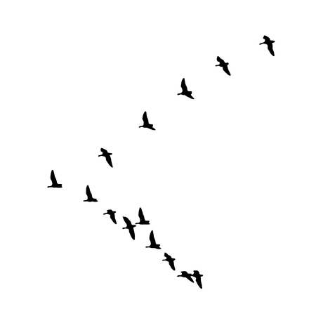 Greater white-fronted goose wedge in flight. Vector silhouette a flock of birds.のイラスト素材