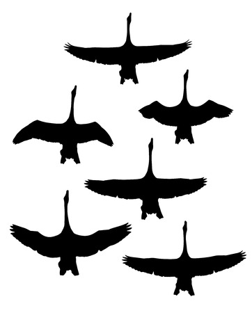 Whooper Swan in the flight silhouettes set.のイラスト素材