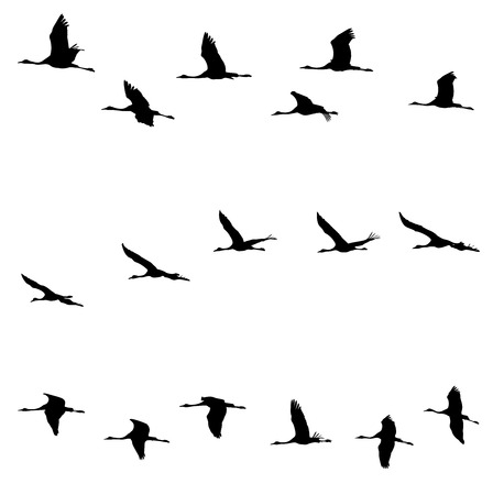 Common Cranes in the flight silhouettes.のイラスト素材