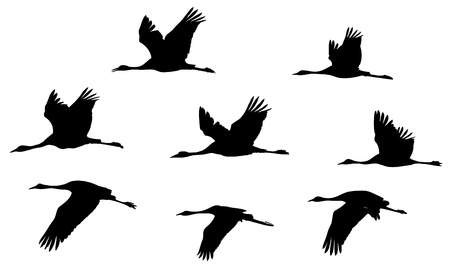 Common Cranes in the flight silhouettes set.のイラスト素材