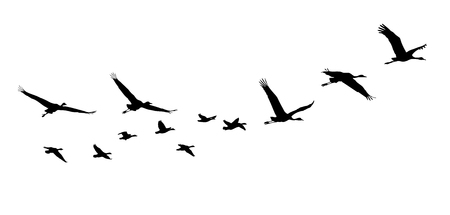 Common Crane and Goose in flight silhouettes.のイラスト素材