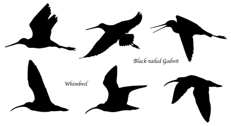 Black-tailed Godwit and Whimbrel in flight silhouettes.のイラスト素材