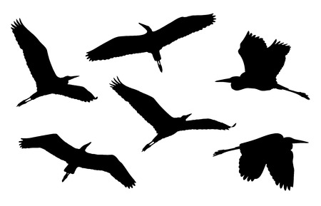 Grey heron in flight silhouettesのイラスト素材
