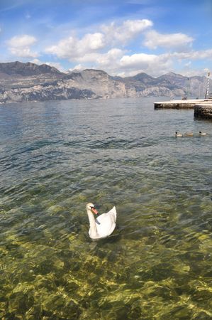 White Swan.Lake Garda Coast in Italy .の写真素材