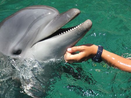 PETTING A DOLPHIN .の写真素材