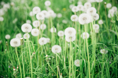 Glade, covered tall grass mixed by dandelions with ripe downy seed heads closeupの写真素材