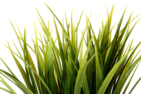green grass in pot on white background.の写真素材