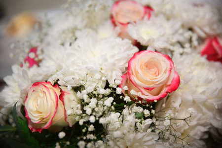 Pink and white roses background, shallow depth of field.の写真素材