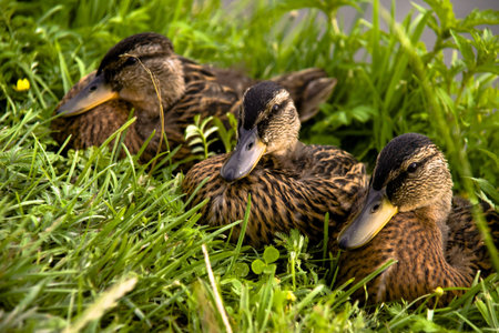 Family of ducklings on a green grassの写真素材