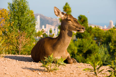 Deer laying on a hill, Terra Natura, Spainの写真素材