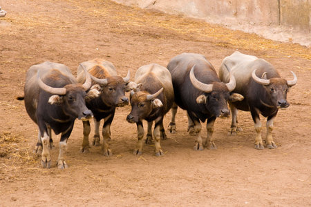 Herd of bulls