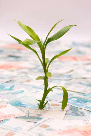 Monetary treeの写真素材