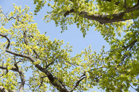 Tree on a blue backgroundの写真素材