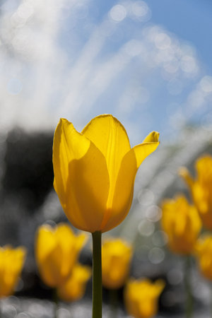 Yellow tulips of the city garden の写真素材